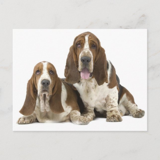 Carte Postale Chiens (Devant)