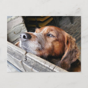 CARTE POSTALE CHIENS