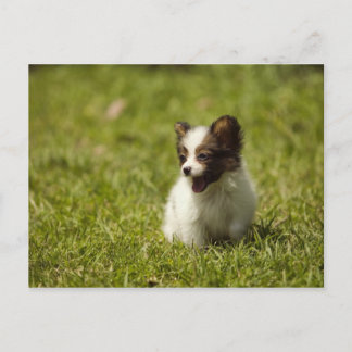 Carte Postale Chiens