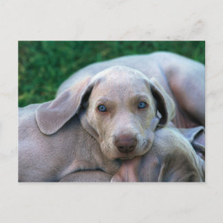 Carte Postale Chiens