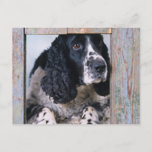 Carte Postale Chiens