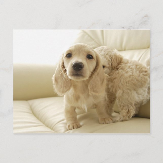 Carte Postale Chiens (Devant)