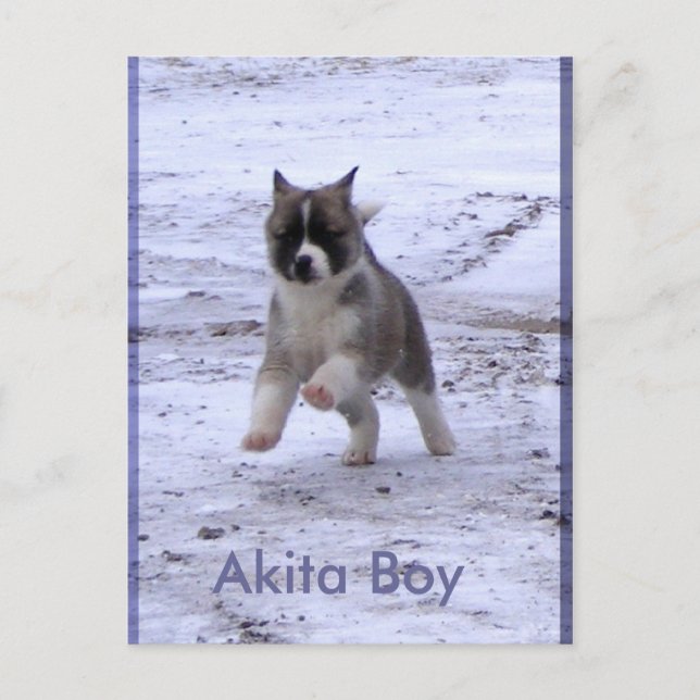 Carte Postale Chiens adoptés (Devant)