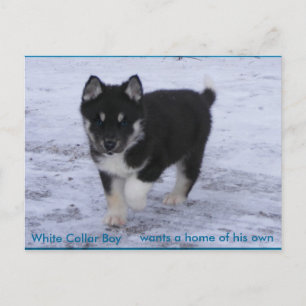 Carte Postale Chiens adoptés