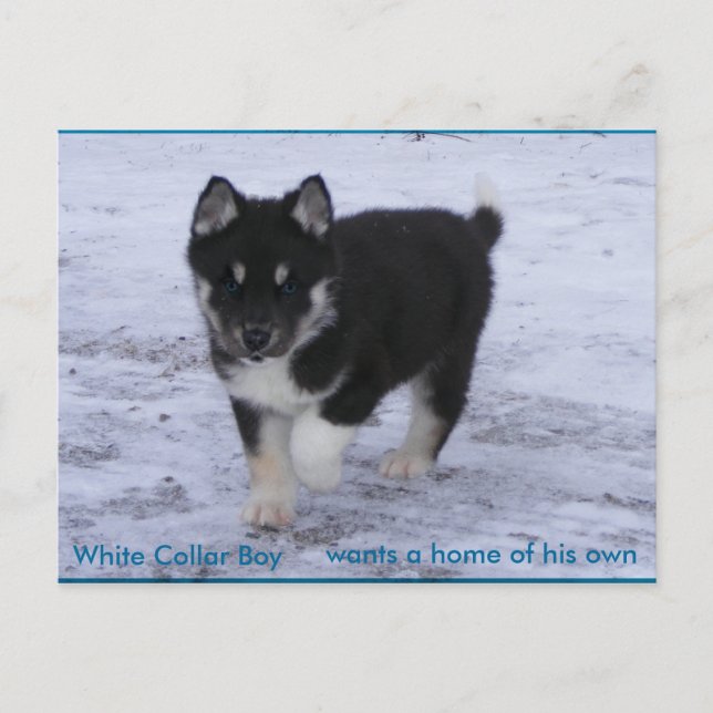 Carte Postale Chiens adoptés (Devant)