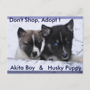 Carte Postale Chiens adoptés