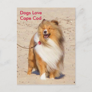 Carte Postale Chiens aiment Cape Cod
