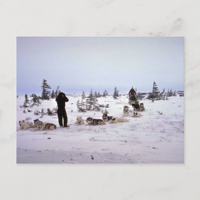 Carte Postale Chiens au repos, Churchill, Manitoba (Devant)