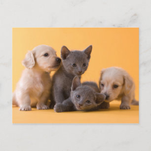 Carte Postale Chiens bleu russe et Chiens de poche