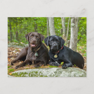 Carte Postale Chiens Chiens Marionnettes Black Lab Chocolat Labr