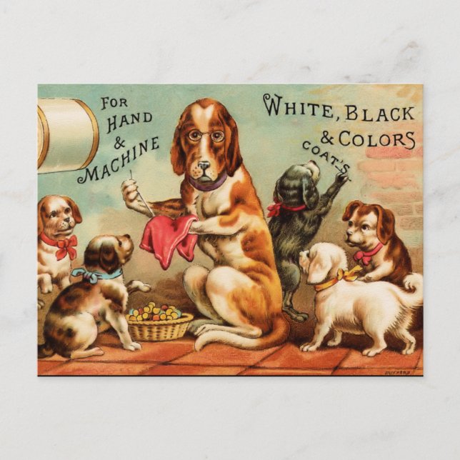 Carte Postale Chiens coudre (Devant)