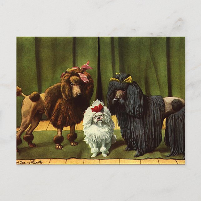 Carte Postale Chiens de caniche vintages (Devant)