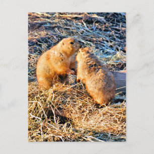 CARTE POSTALE CHIENS DE PRAIRIE