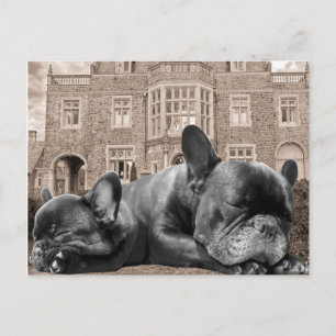 Carte Postale Chiens de taureaux français dormant