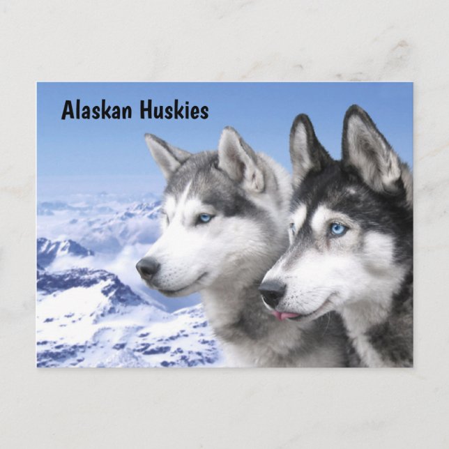 Carte Postale Chiens de traîneau d'Alaska (Devant)