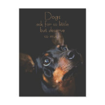 Chiens Demandent Si Peu / Doberman Pinscher