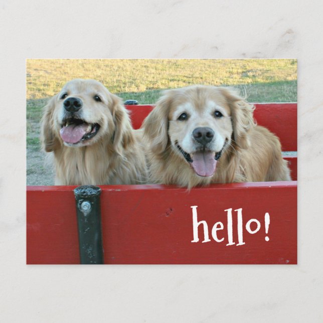 Carte Postale Chiens d'or rétriever en Wagon rouge penser à vous (Devant)