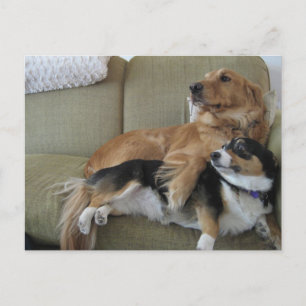 Carte Postale Chiens drôles se câlinant Retriever d'or Corgi mig