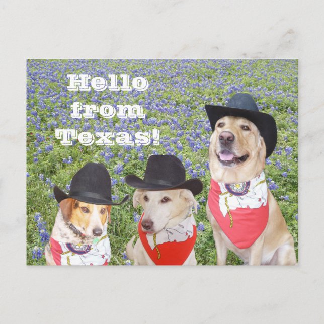 Carte Postale Chiens du Texas en Bluebonnets (Devant)