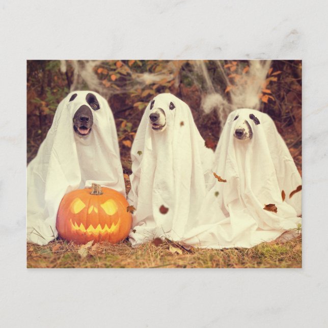Carte Postale Chiens en costumes fantômes Drôle Halloween (Devant)