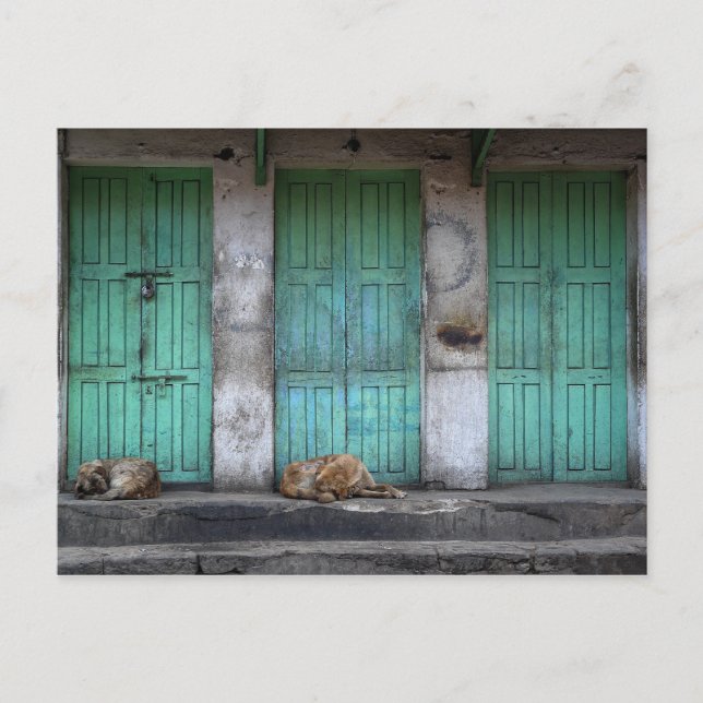 Carte Postale Chiens errants devant des portes vertes sales (Devant)