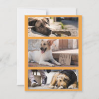 Chiens errants en attente de l'adoption