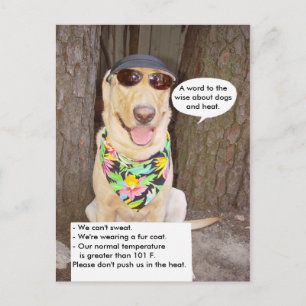 Carte Postale Chiens et chaleur