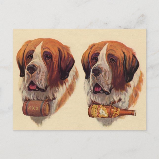 Carte Postale chiens jumeaux identiques St. Bernard (Devant)