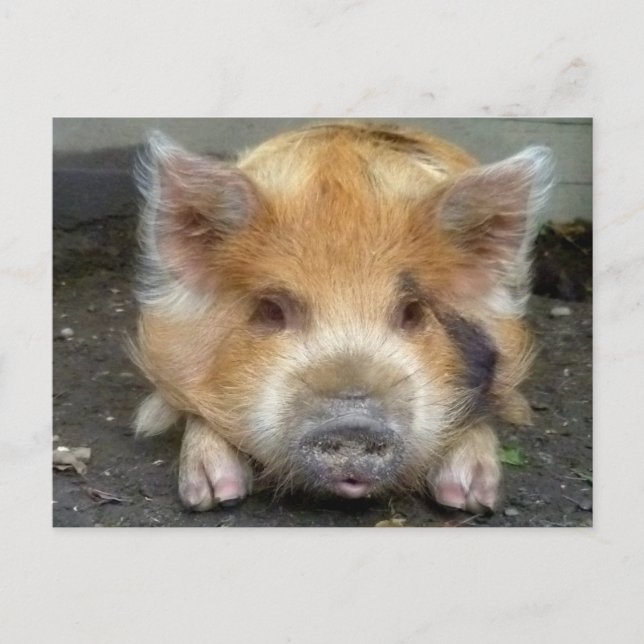 Carte Postale Chiens KuneKune (Devant)