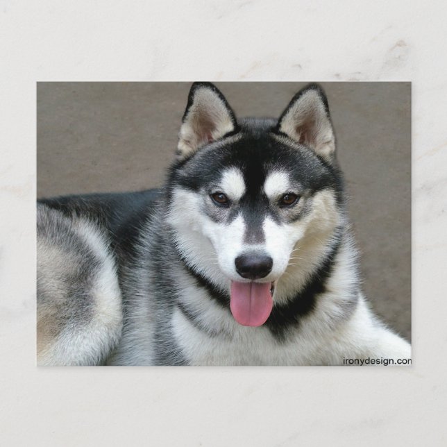 Carte Postale Chiens malamuts d'Alaska (Devant)