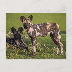 Carte Postale Chiens sauvages africains en Tanzanie