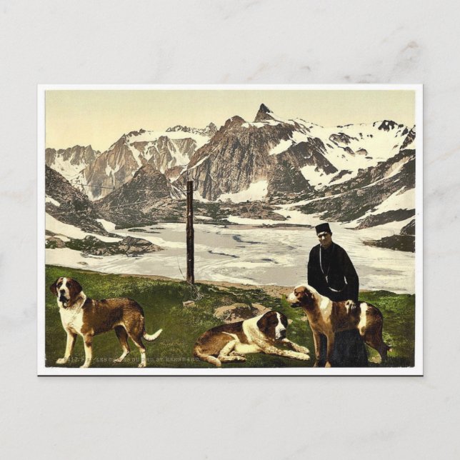 Carte Postale Chiens St Bernard, Valais, Alpes de, Suisse cla (Devant)
