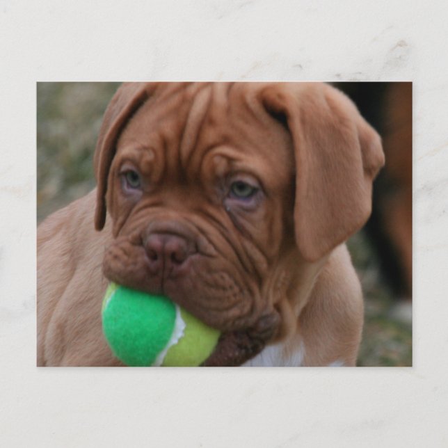 Carte Postale Chiffre français Mastiff (Devant)