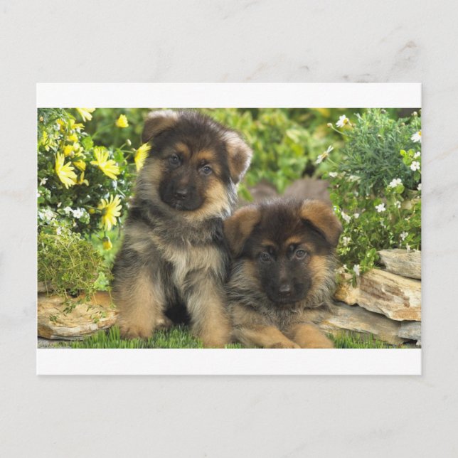 Carte Postale Chiffres allemands (Devant)