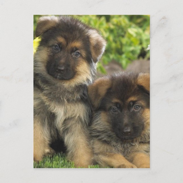 Carte Postale Chiffres allemands (Devant)