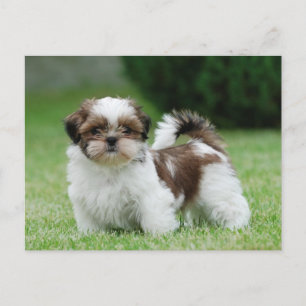 Carte Postale Chih tzu chiot