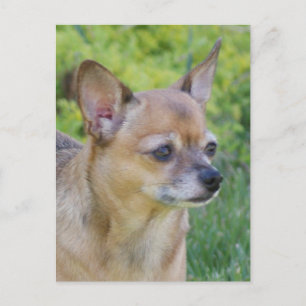 Carte Postale Chihuahua