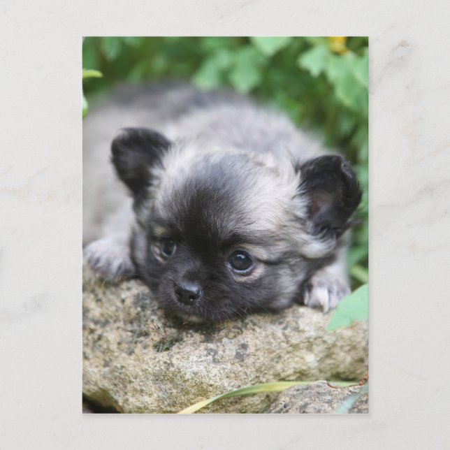 Carte Postale Chihuahua (Devant)
