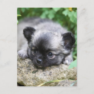 Carte Postale Chihuahua