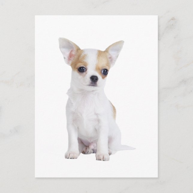 Carte Postale Chihuahua (Devant)
