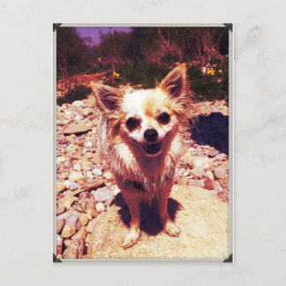 Carte Postale Chihuahua