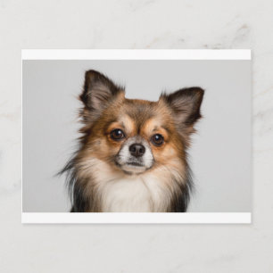 Carte Postale chihuahua
