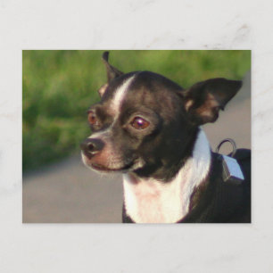 Carte postale Chihuahua