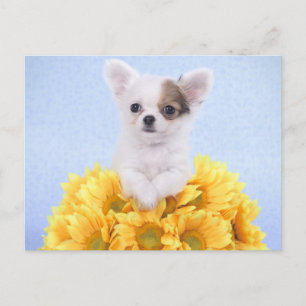 Carte Postale Chihuahua