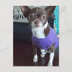 Carte postale Chihuahua
