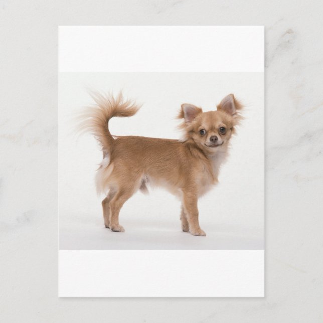 Carte Postale Chihuahua (Devant)