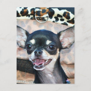 Carte postale Chihuahua