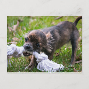 Carte Postale Chihuahua