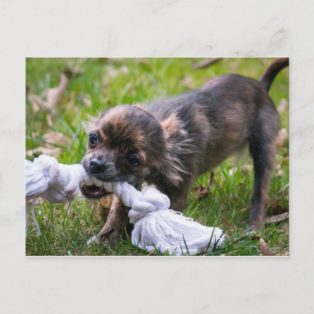 Carte Postale Chihuahua (Devant)