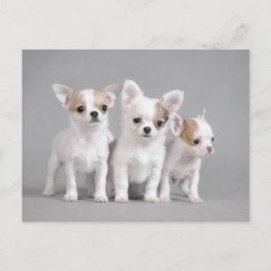 Carte Postale Chihuahua